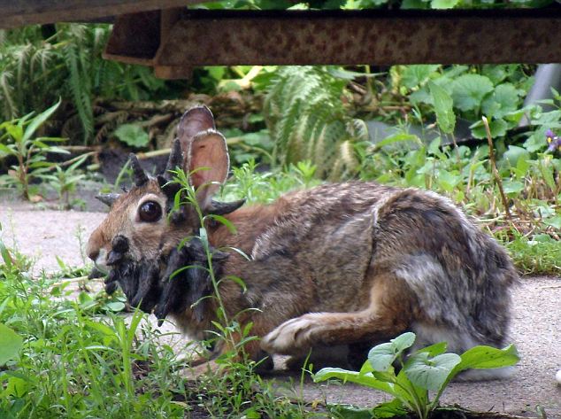 This Mutant Rabbit Is The Mythical Jackalope Strange Sounds