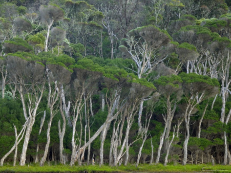 Eucalyptus tree, of australia,