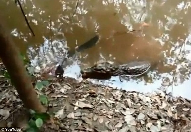 This Is What Happens When An Alligator Bites An Electric Eel