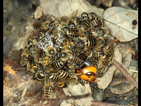 bees kill queen hornet balling their phenomenon old her bee hive strange killing when working death use features same they