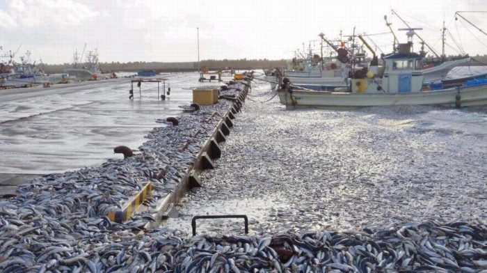 fish-mass-die-off-Hokkaido-japan-fukushima.jpg