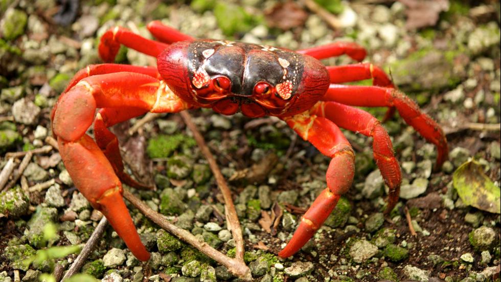 Insane Christmas Island Crab Migration 2015 pictures - Strange Sounds