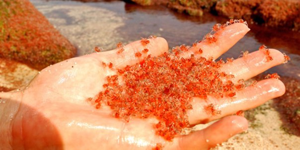 Billions of baby red crabs return to Christmas Island - Strange Sounds