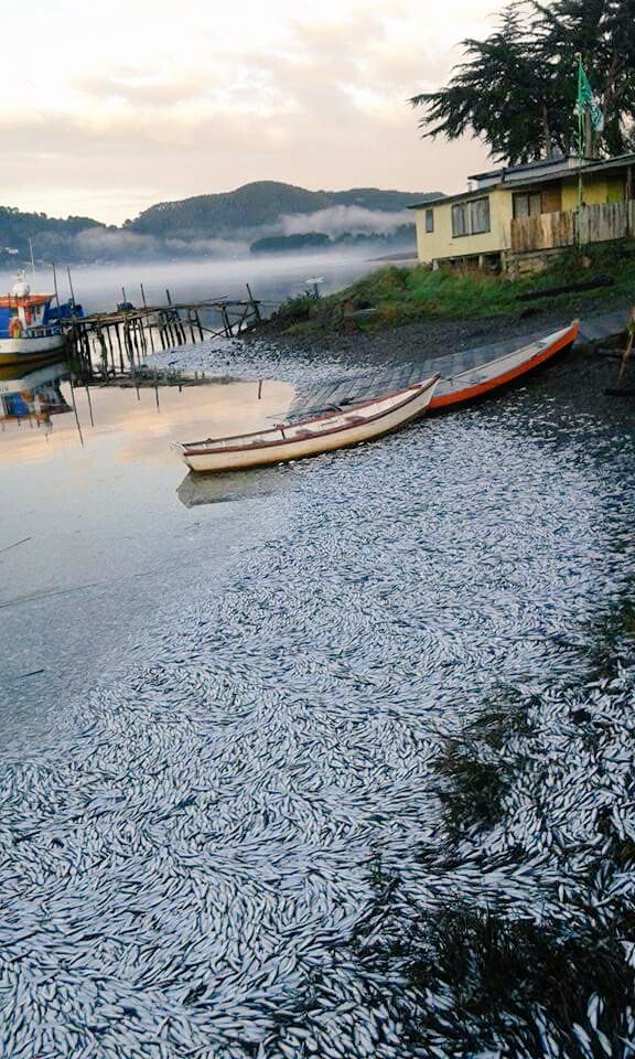 millions dead sardines chile queule river, fish kill chile april 2016, apocalyptical mass die-off chile april 2016, millions of sardines die in queule river chile
