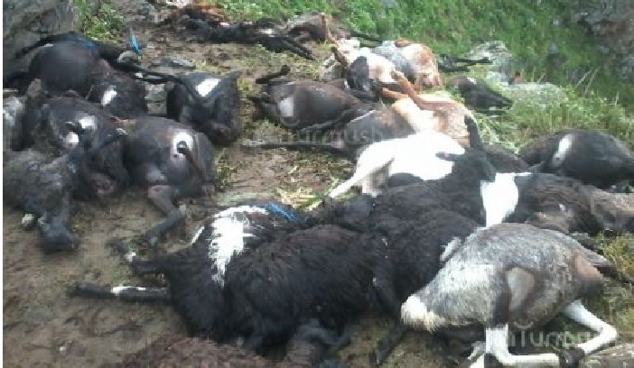 120 sheep killed by lightning in Kyrgyzstan, lightning kills 120 sheep, 120 sheep killed by lightning june 2016, 120 sheep killed by lightning in Kyrgyzstan pictures, 120 sheep killed by lightning in Kyrgyzstan photos, 120 sheep killed by lightning in Kyrgyzstan, lightning kills 120 sheep Kyrgyzstan, lightning kills 120 sheep Kyrgyzstan photo, lightning kills 120 sheep Kyrgyzstan june 2016