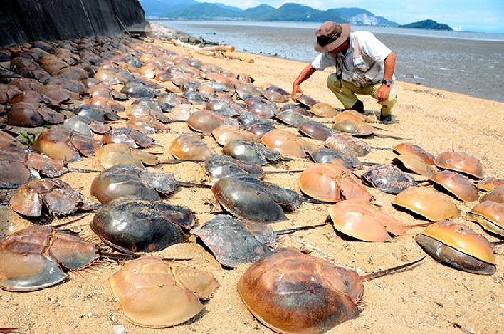 horseshoe-crab-die-mysteriously-japan-fukushima.jpg