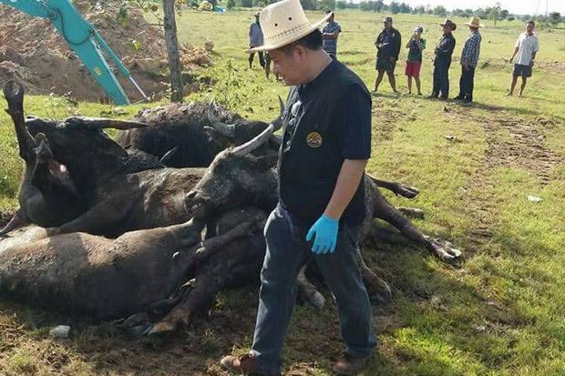 buffalo die-off thailand, mass die-off, animal die-off, mysterious animal die-off, animal mass die-off