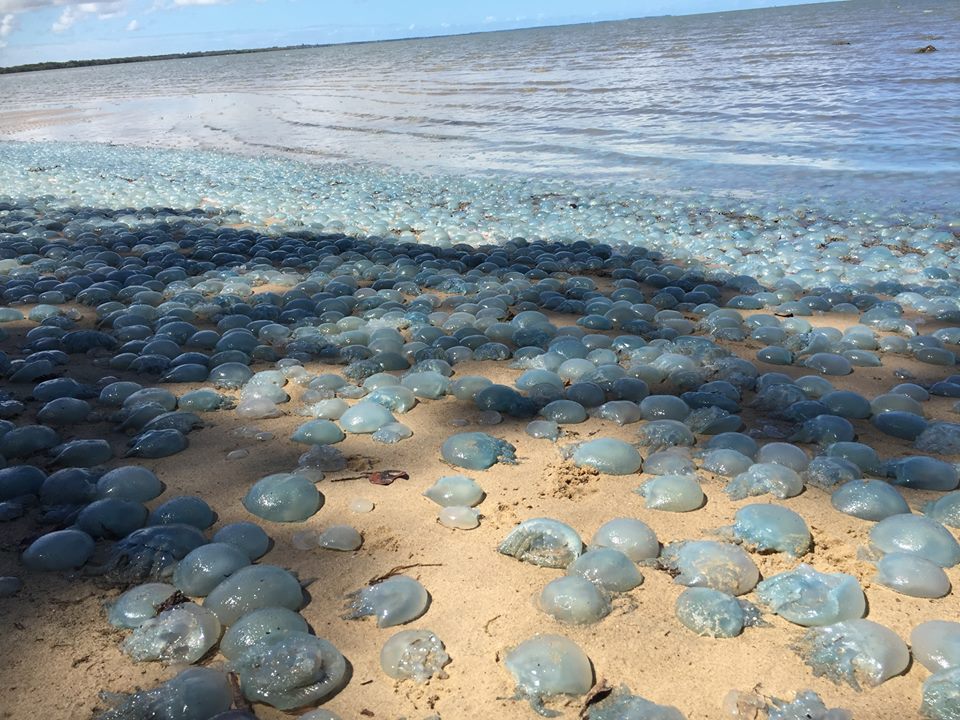 Enormous jellyfish mass dieoff covers sand beaches in blue in