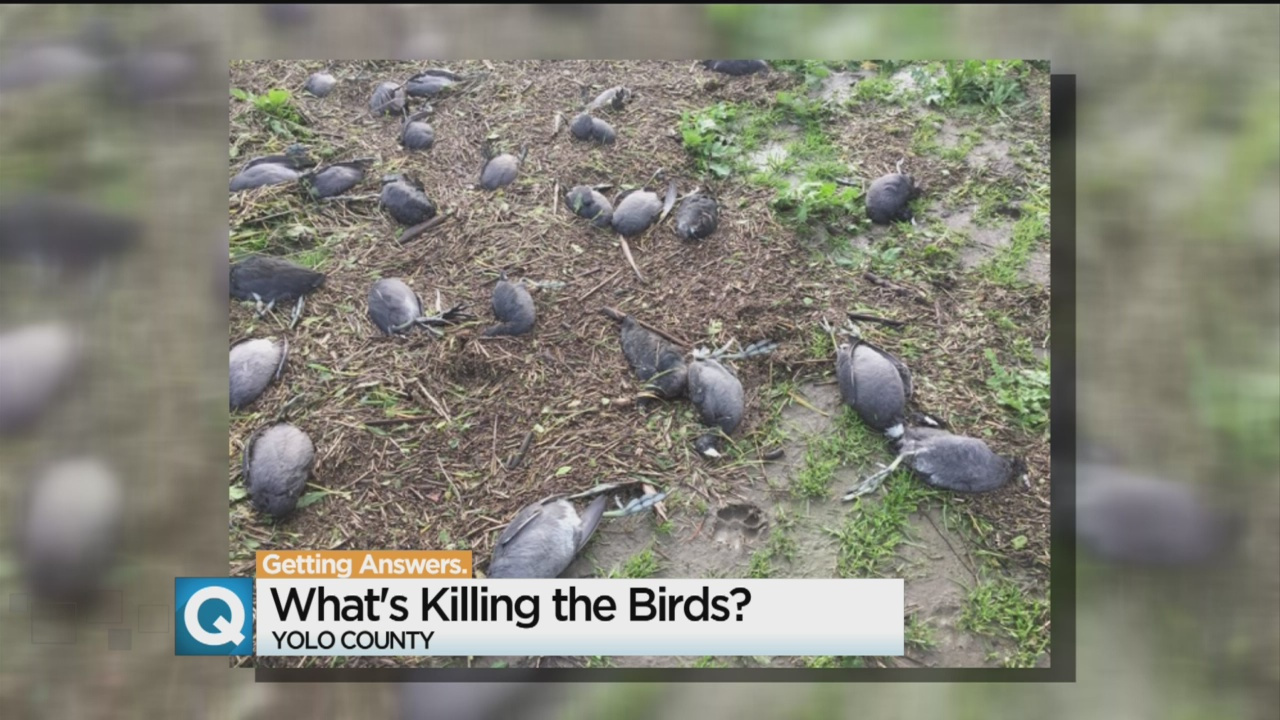 yolo dead birds, 4,000 Birds Die In The Yolo Bypass, yolo bird mass die-off, dead birds yolo, dead birds california sacramento, , Why Did Nearly 4000 Birds Die In The Yolo Bypass