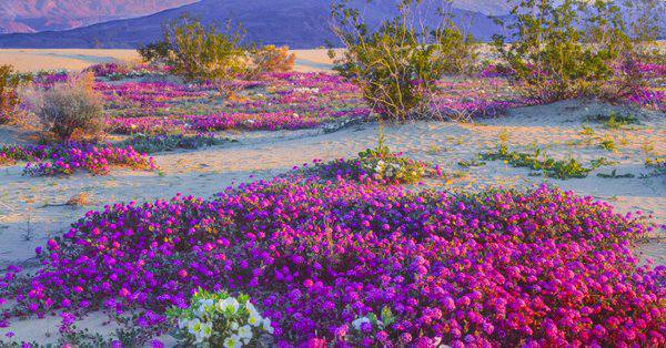 [Image: flower-bloom-california-desert-2017-1.jpg]