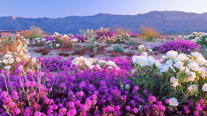 [Image: flower-bloom-california-desert-2017-3.jpg]