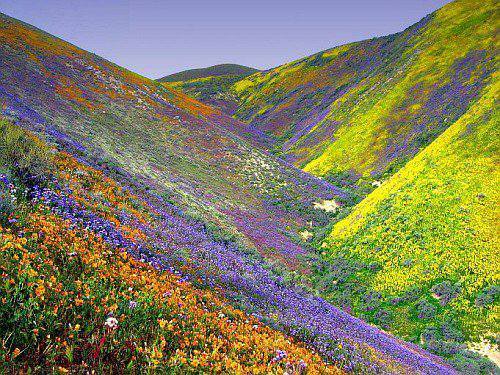 [Image: flower-bloom-california-desert-2017.jpg]