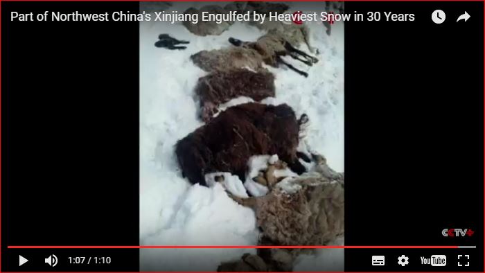 heaviest snowfall china, Part of Northwest China's Xinjiang Engulfed by Heaviest Snow in 30 Years Part of Northwest China's Xinjiang Engulfed by Heaviest Snow in 30 Years video