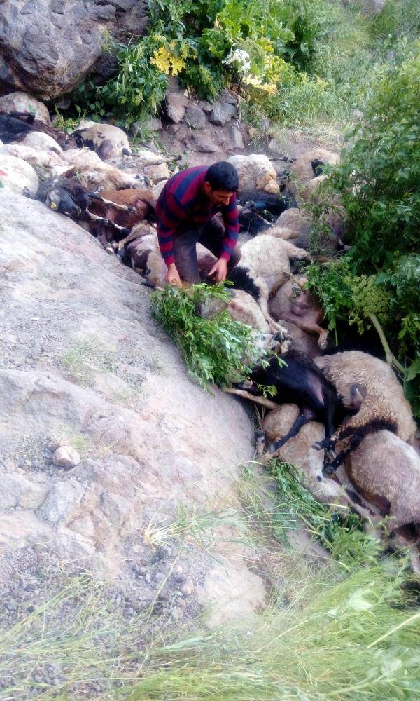 80 sheep suicide turkey, 80 sheep commit suicide in Turkey, 80 sheep commit suicide in Turkey picture, 80 sheep commit suicide in Turkey video