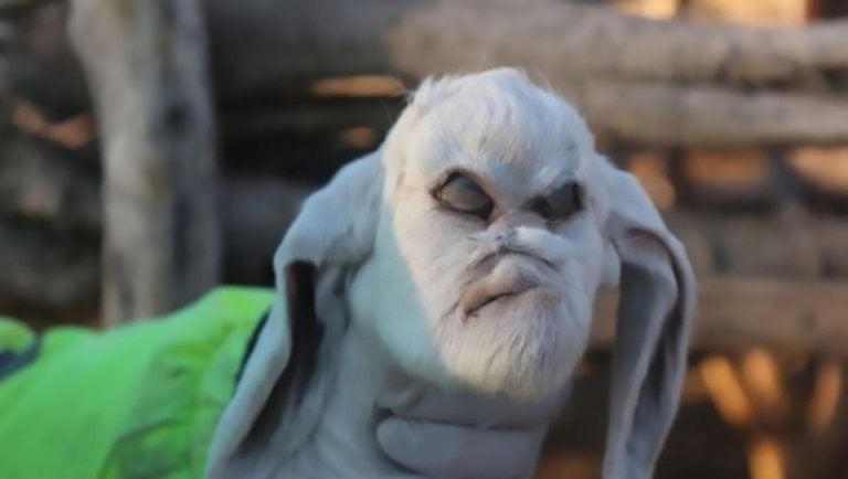 Baby goat born with the face of a devil in Argentina video and pictures