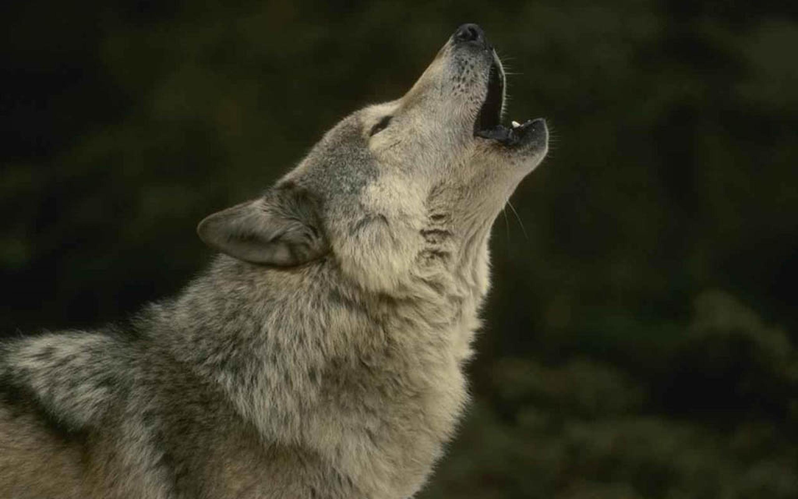 Wolves Howling Video