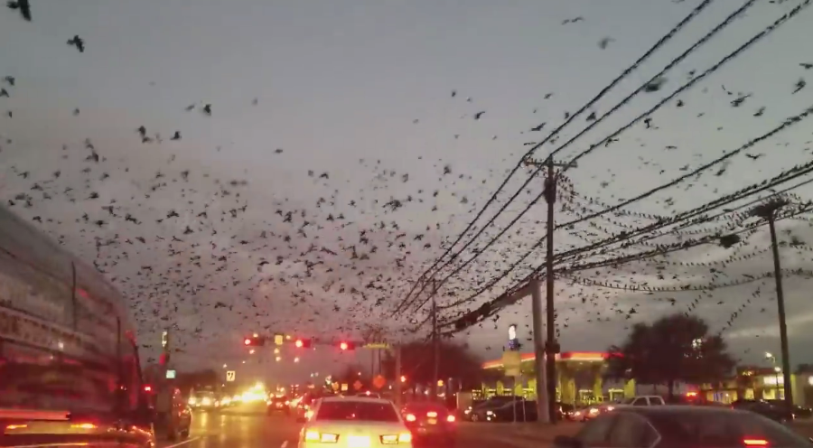 Thousands of birds invade the sky over Dallas on February 2 2018, Thousands of birds invade the sky over Dallas on February 2 2018 video, Thousands of birds invade the sky over Dallas on February 2 2018 pictures