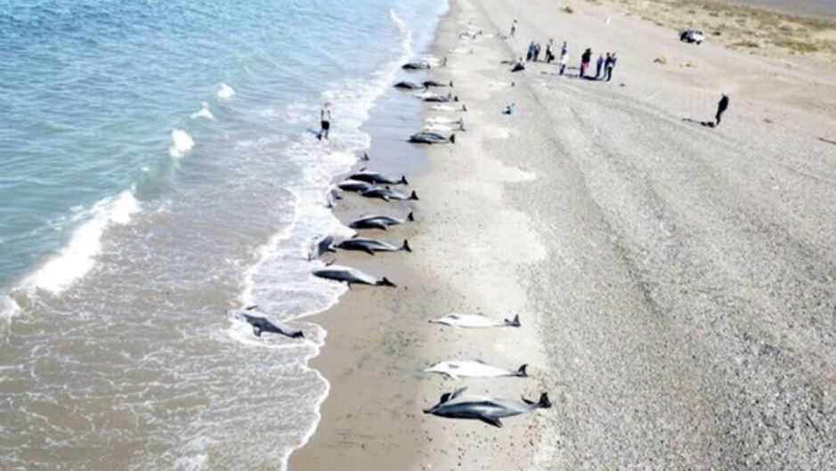 dolphins die-off argentina, dolphins die-off argentina march 2018, 61 dolphins stranded Puerto Madryn march 2018. 61 dolphins stranded beach argentina pictures and videos