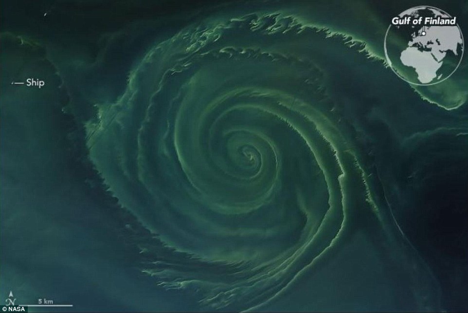 http://strangesounds.org/wp-content/uploads/2018/07/mysterious-algae-whirlpool-baltic-sea.jpg