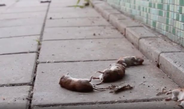 suicidal mice holland, suicidal mice holland pictures, suicidal mice holland video, More than 500 rodents have plummeted to their deaths in just three days in the Dutch city of Hommerts and nobody knows why