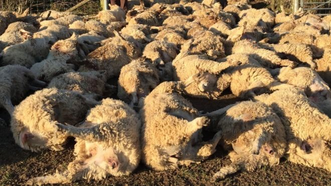 500 πρόβατα σκοτώθηκαν από κεραυνό στο Νεπάλ, 500 πρόβατα σκοτώθηκαν από κεραυνούς στο Νεπάλ εικόνες, 500 πρόβατα σκοτώθηκαν από κεραυνό στο Νεπάλ τον Αύγουστο 2020