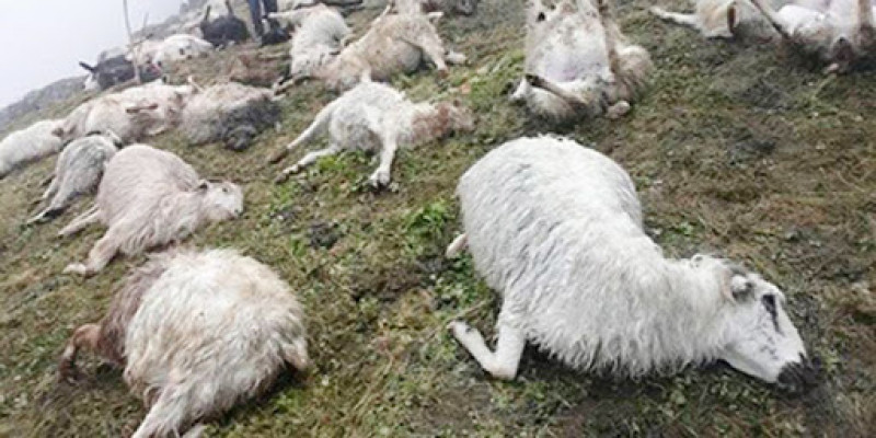 500 πρόβατα σκοτώθηκαν από κεραυνό στο Νεπάλ, 500 πρόβατα σκοτώθηκαν από κεραυνούς στο Νεπάλ εικόνες, 500 πρόβατα σκοτώθηκαν από κεραυνό στο Νεπάλ τον Αύγουστο 2020