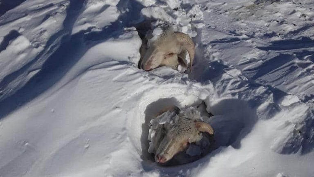 Περισσότερα από 100.000 πρόβατα και 5000 βοοειδή πέθαναν στην Παταγονία το χειμώνα 2020