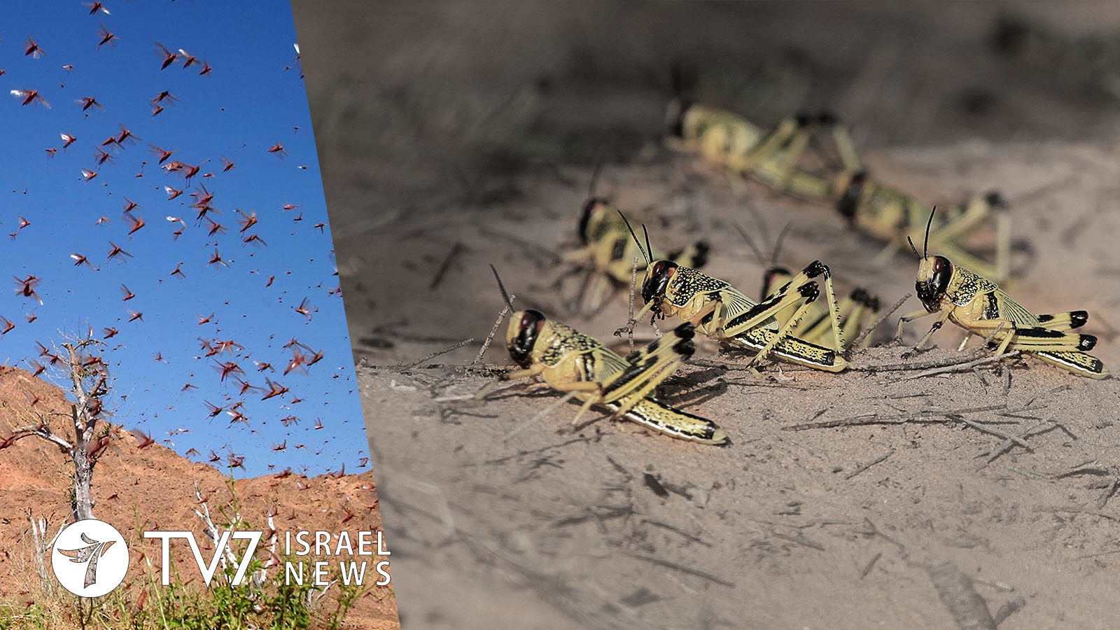 Plague of locusts hits Israel in videos Strange Sounds