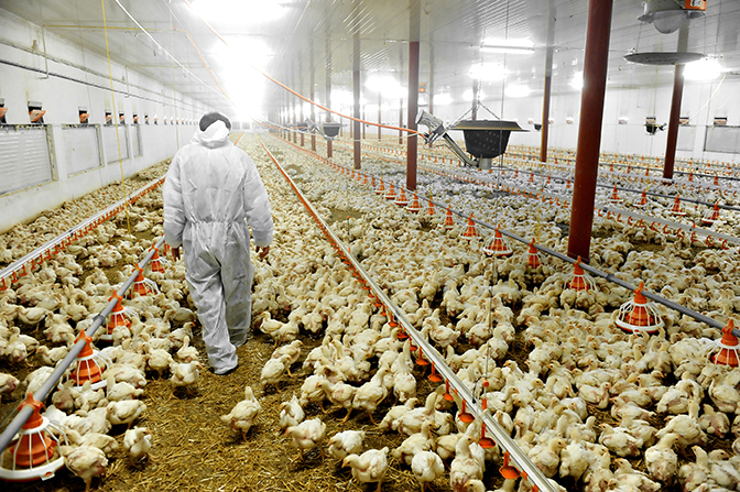 Is the next epidemic on its way? Are they trying to shut down supply chains? Highly lethal bird flu detected is spreading across the US from Indiana, Kentucky, Ohio to New York - Strange Sounds