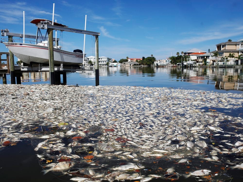 'You can't go to the beach' Toxic red tide is back to Florida's gulf