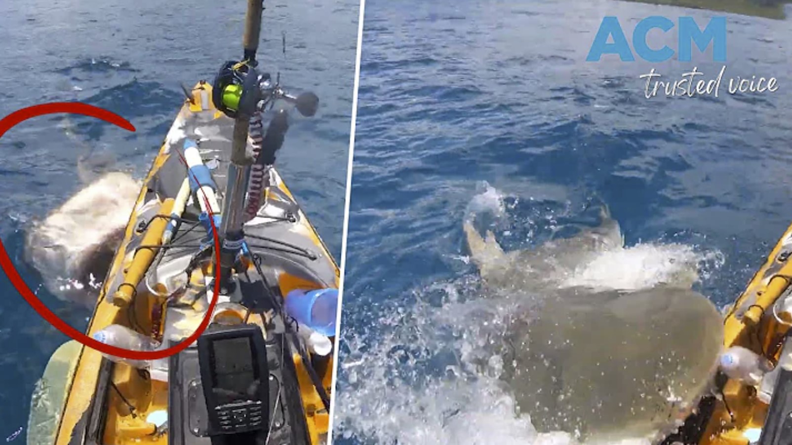 Video Tiger shark attacks kayak fisherman off Oahu Strange Sounds