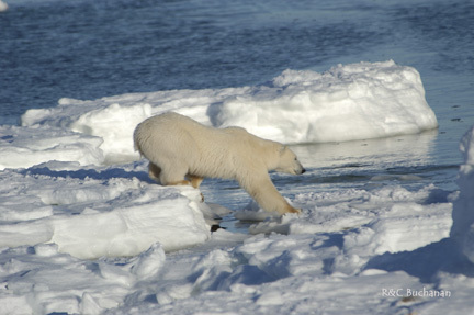 Ice Bear looking for a big enough ice shelf. Ice melting is a very important environmental issue