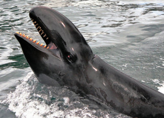 whales, killer whales, underwater noises, underwater sound, drilling noises, boat sounds, ocean sounds