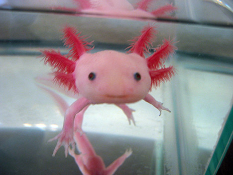 the axolotl mexican neotonic mole salamander