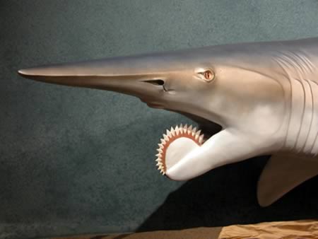 the helicoprion shark with its unique spiral dentition