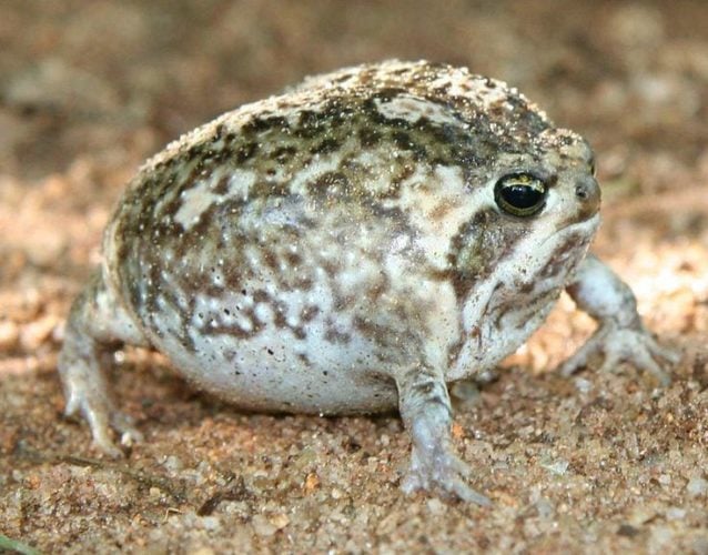 Desert Rain Frog Defensive Cry Is Heartbreaking Video Strange