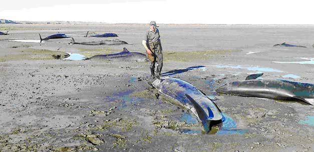 pod of false killer whales stranded in southern chile