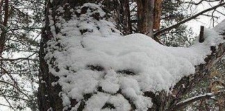 oldman in snow, picture of old man in snow, virtual image on tree, tree spirittree spirit, tree spirit in snow, the tree spirit appears in snow, tree spirit picture, snow sculpture picture