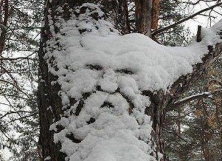 oldman in snow, picture of old man in snow, virtual image on tree, tree spirittree spirit, tree spirit in snow, the tree spirit appears in snow, tree spirit picture, snow sculpture picture