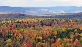 vermont, vermont forest photo, vermont photo, Beautiful forest in Vermont. Photo: Wikipedia
