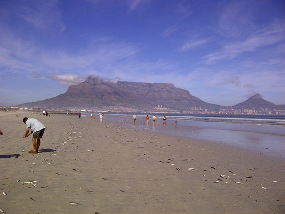 fish die-off in Cape Town march 2013