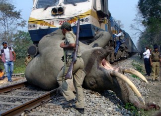 elephant, train collision, train collides with elephant, elephant death in India, Pictures of the day in India, elephant killed by train, elephant killed by train in India, train hits elephant in India, India accident train, elephant, elephant train accident