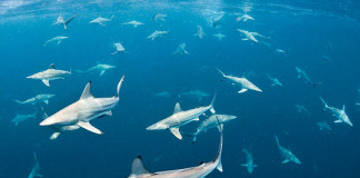 shark migration florida photo and video