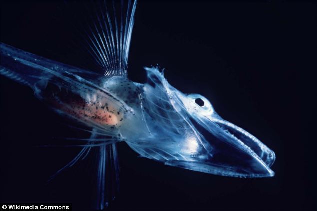 transparent ice-fish discovered in aquarium in japan april 2013