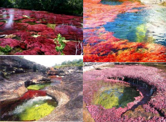 cano cristales mystic river in colombia la macarena, cano cristales, cano cristales river, cano cristales river colombia, cano cristales colombia, the river of fivecolors, Caño Cristales, ‘the river that ran away to paradise’, ‘The River Of Five Colors’, ‘The Most Beautiful River In The World’, colored river in Macarena Mountains Columbia