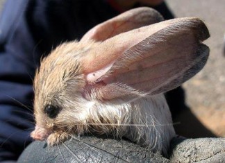 long-eared jerboa, long-eared jerboa photo, long-eared jerboa picture, long-eared jerboa mongolia, strange animals: long-eared jerboa, strange long-eared jerboa, mysterious long-eared jerboa, long-eared jerboa is one of the weirdest looking creature on earth, A specimen of long-eared jerboa photographed in the desert of Mongolia, jerboa long eared strange animals