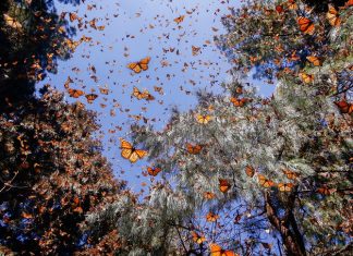 monarch butterfly, monarch butterfly migration, monarch butterflies sanctuary, monarch butterflies remember mountain