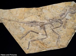 amazing discovery of new flying dinosaur in China