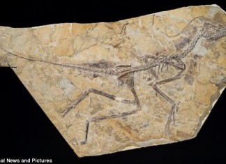 amazing discovery of new flying dinosaur in China