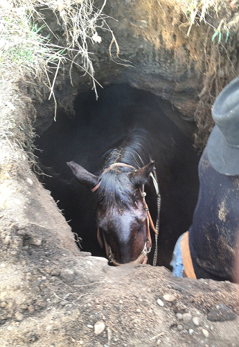 sinkhole swallows horse in Minnesota May 2013, sinkhole horse, horse swallowed by sinkhole, wrenshall sinkhole swallows horse, wrenshall minnesota sinkhole swallows hors, horde fall in sinkhole in Minnesota may 2013